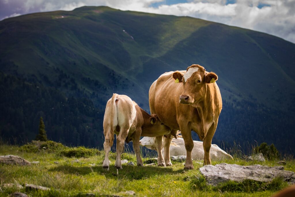 cow, calf, pasture-4352623.jpg