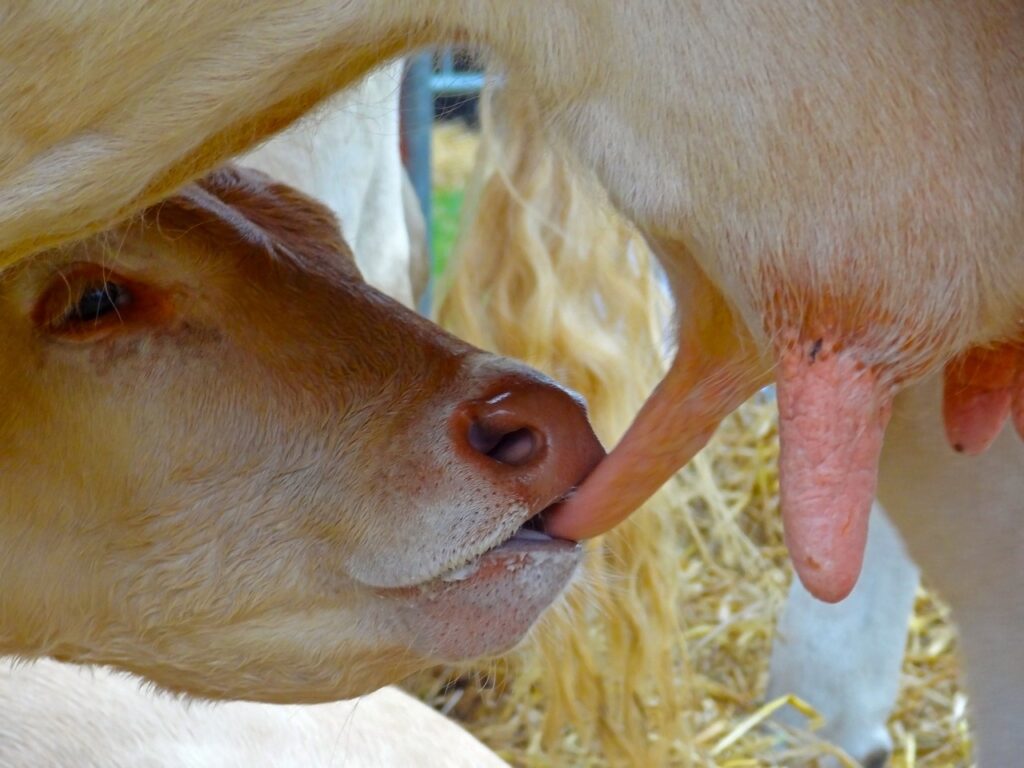 udder, calf, cow-562980.jpg